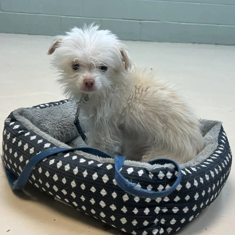 An adult medium-sized male Mixed Breed dog named Boo Boo for adoption in State College, PA