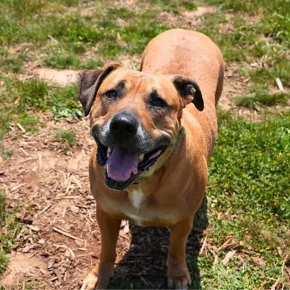 An adult large-sized male Mixed Breed dog named Orion for adoption in Eugene, OR
