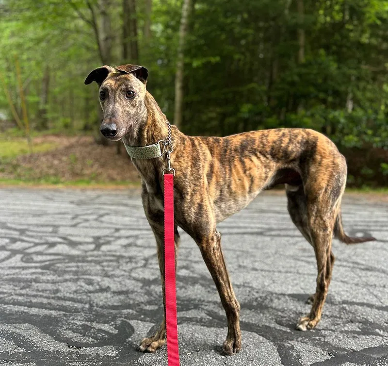 An adult large-sized male Brindle Greyhound dog named Bono for adoption in Ware, MA