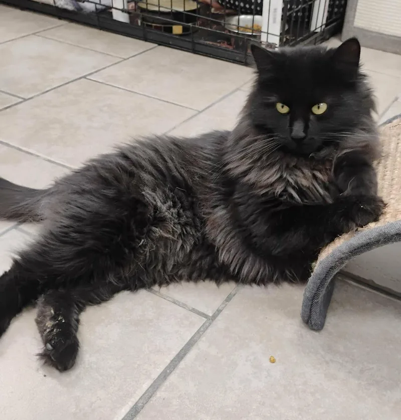 Morticia thumbnail 2