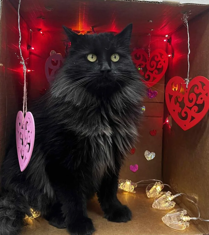 Morticia thumbnail 3