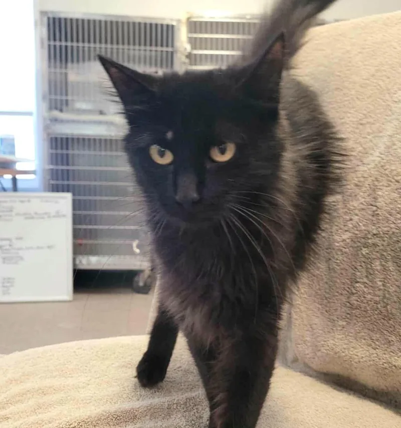 Morticia thumbnail 4