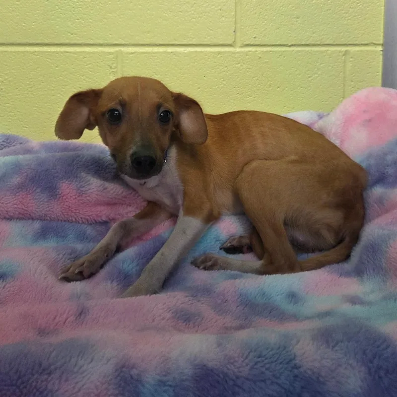 A young small-sized male Yellow / Tan / Blond / Fawn Feist dog named Marshall for adoption in Newport, TN
