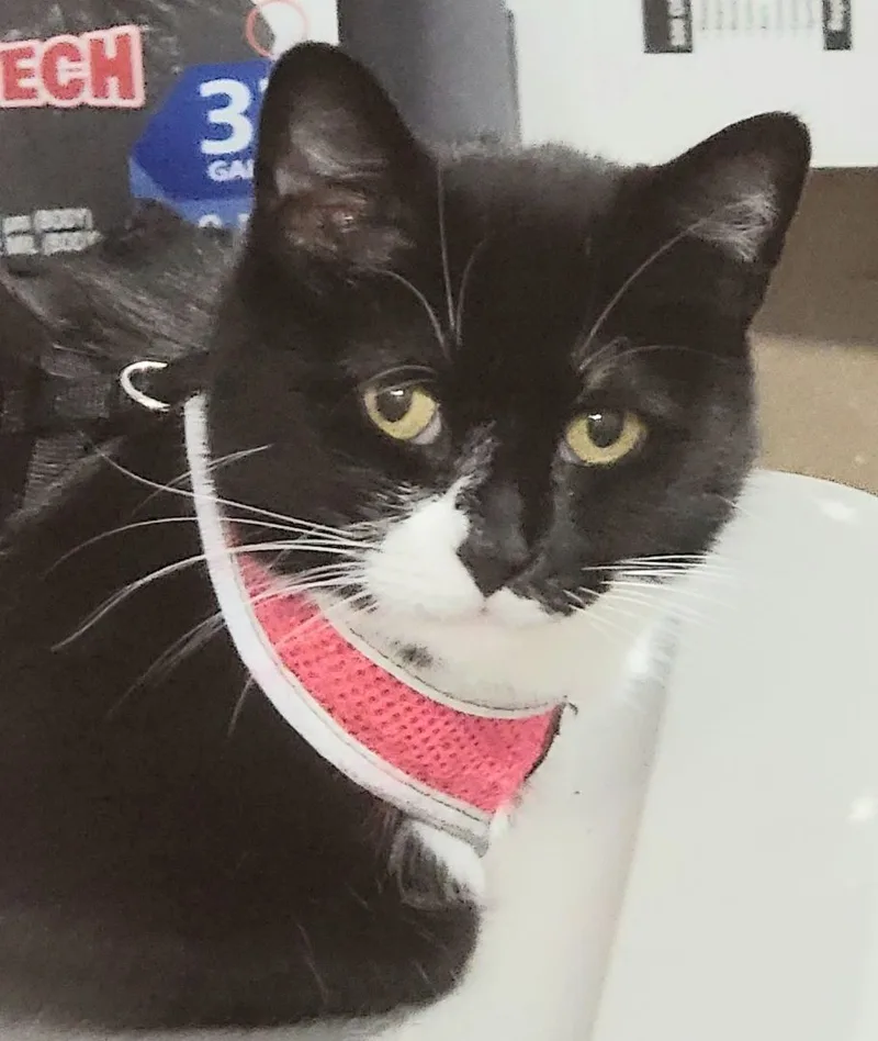 An adult medium-sized female Black Bombay cat named Aria for adoption in Lyons, IL