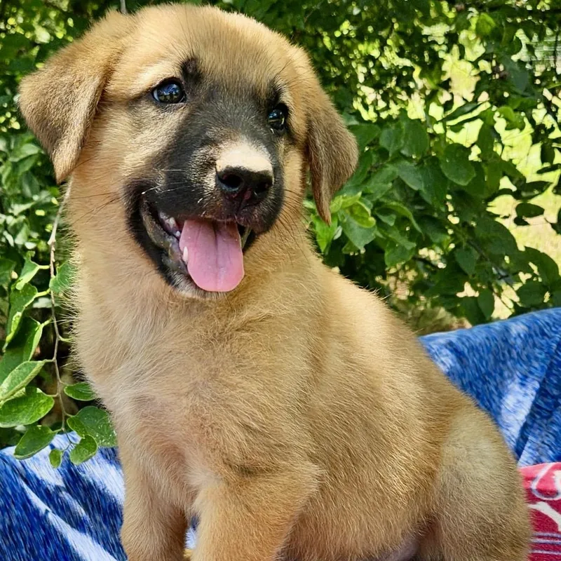 Gimli