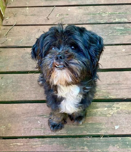 A young small-sized male Black Shih Tzu dog named Deuce for adoption in Tifton, GA