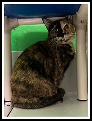 An adult small-sized female Domestic Short Hair cat named Nala for adoption in Peoria, IL