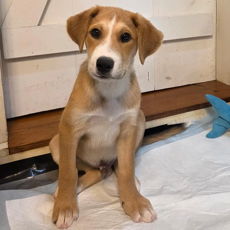 A baby large-sized male Yellow / Tan / Blond / Fawn Mixed Breed dog named NY Jeffery Avail Aug for adoption in Eastford, CT