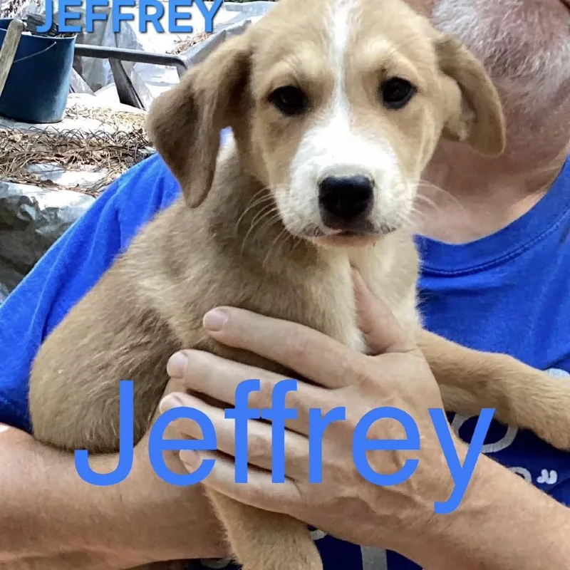 NY Jeffery Avail Aug thumbnail 2