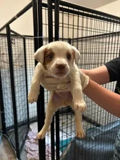 A baby medium-sized male Australian Cattle Dog / Blue Heeler dog named Miles for adoption in Thompson Falls, MT
