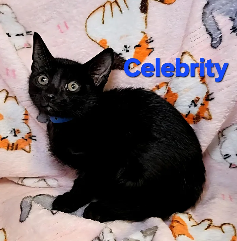 Celebrity thumbnail 2