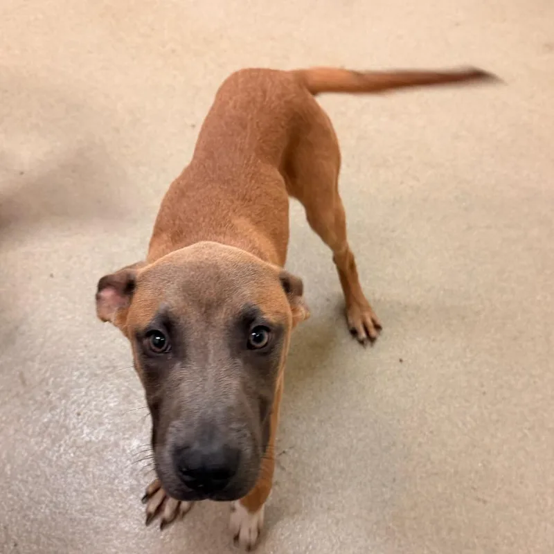 A young small-sized male Yellow / Tan / Blond / Fawn Shepherd dog named Chewie for adoption in Lynchburg, VA