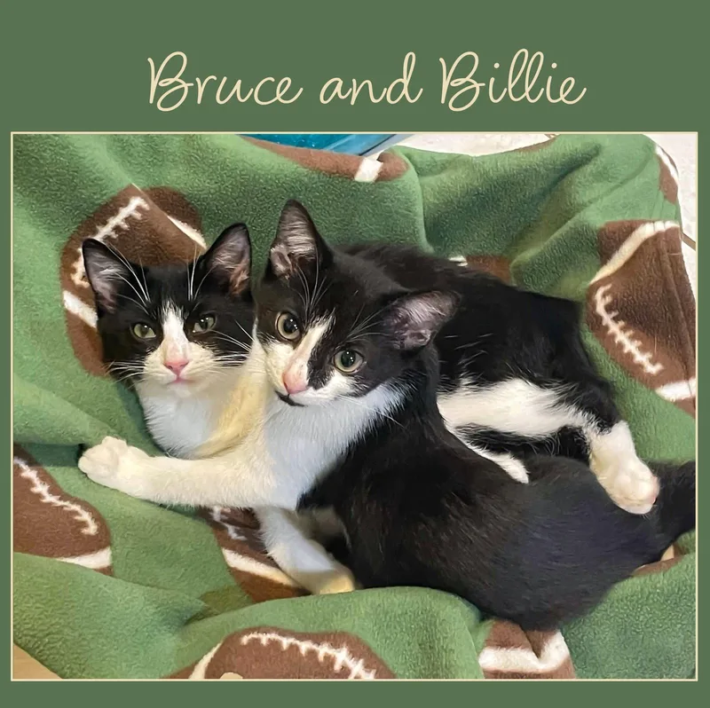 A young medium-sized male Black & White / Tuxedo Domestic Short Hair cat named Billie for adoption in Flint Hill, VA