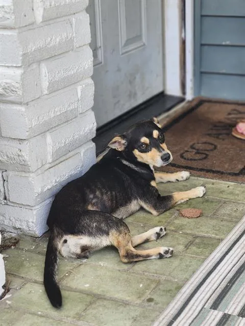 A young small-sized female Terrier dog named Zazu for adoption in San Antonio, TX