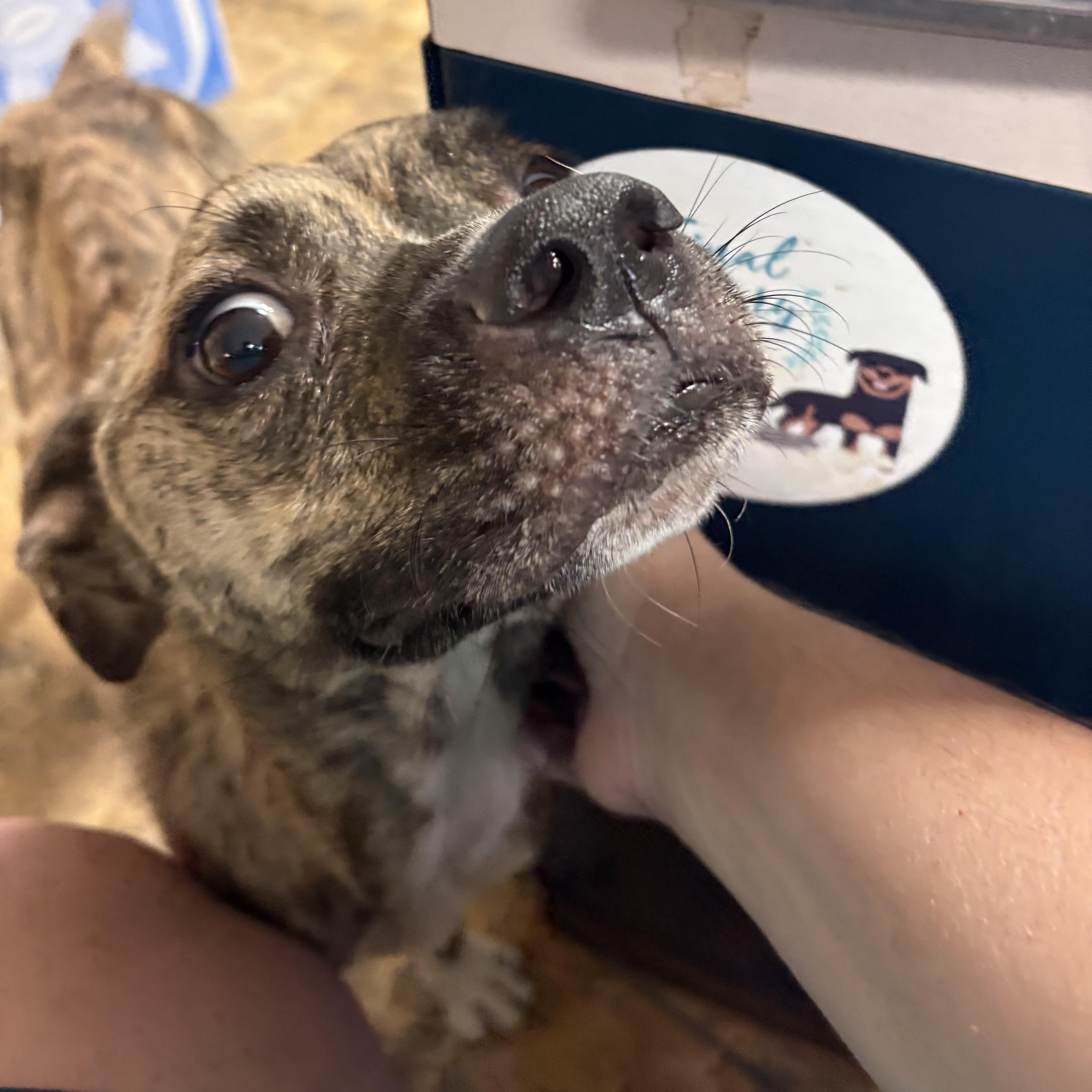 An adult medium-sized male Brindle Pit Bull Terrier dog named Bae for adoption in Columbia, SC