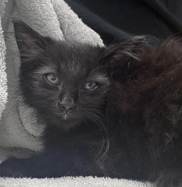A baby small-sized male Domestic Short Hair cat named Tobias for adoption in Escondido, CA
