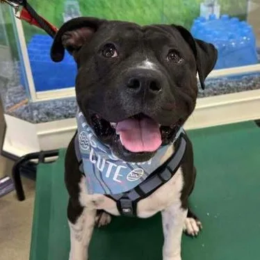 An adult large-sized male Black Pit Bull Terrier dog named Tutto for adoption in Naperville, IL