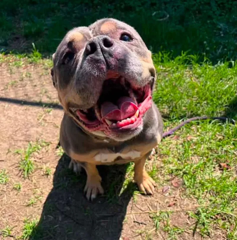 An adult medium-sized female Brown / Chocolate American Bulldog dog named Edwina for adoption in Chicago, IL