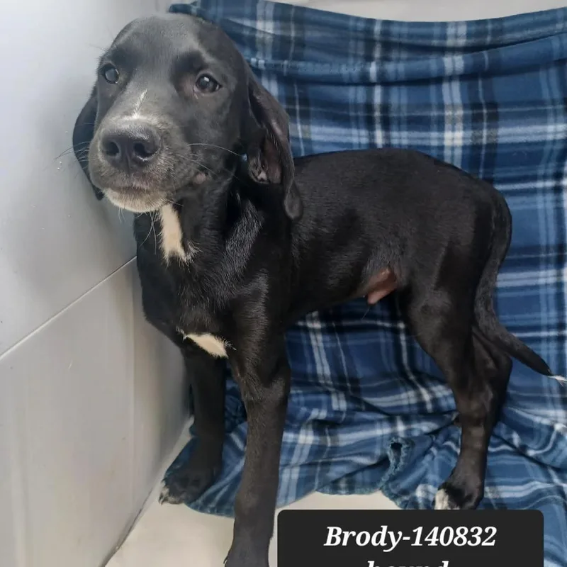 A baby medium-sized male Coonhound dog named Brody for adoption in New Tazewell, TN