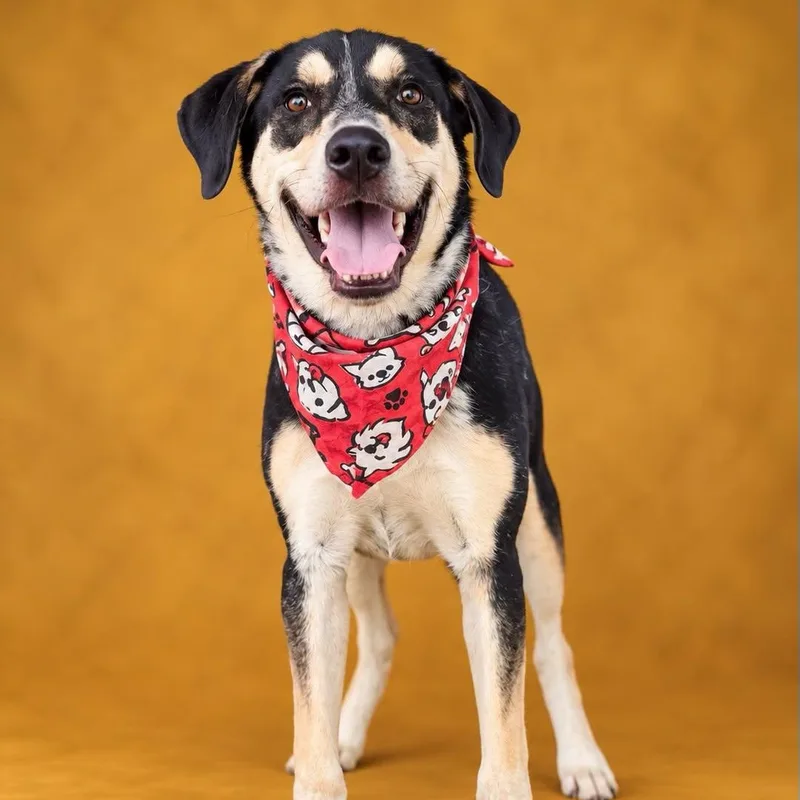A young medium-sized male Mixed Breed dog named Jai Alai for adoption in Cranston, RI