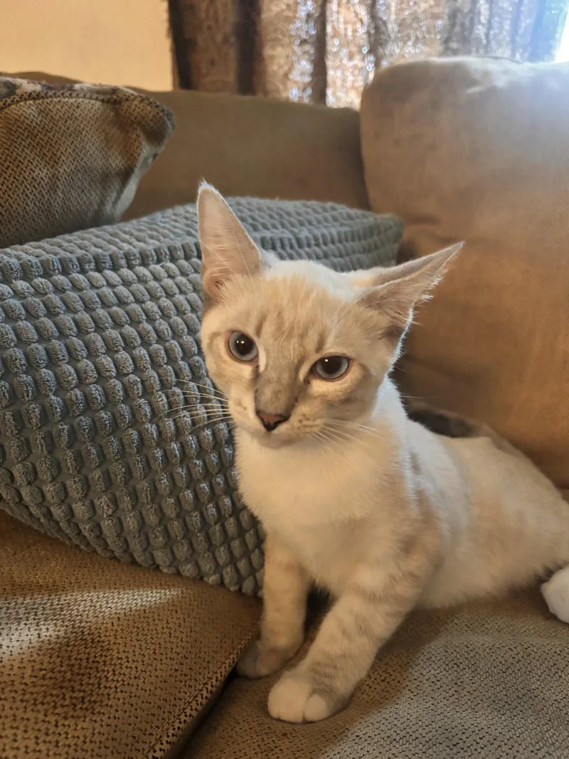 Olaf