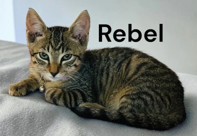 A baby medium-sized female Tabby cat named Rebel for adoption in Weems, VA