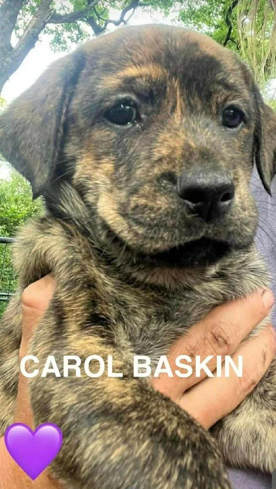 Conachere  Carol Baskins thumbnail 4