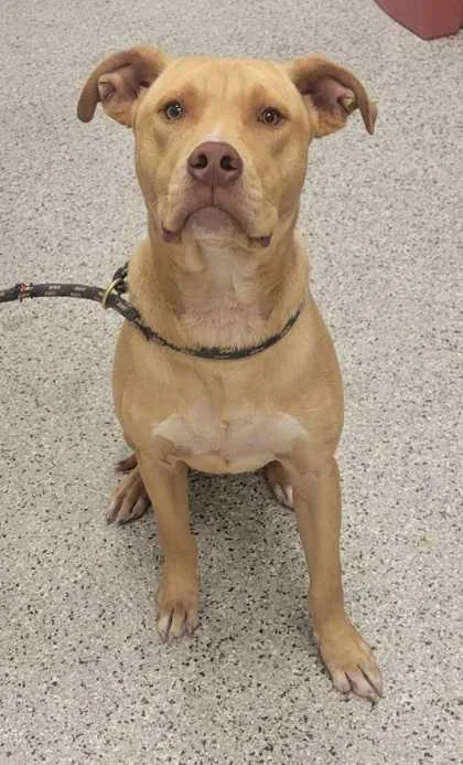 A young large-sized male Yellow / Tan / Blond / Fawn Pit Bull Terrier dog named Honey Mustard for adoption in Kansas City, MO