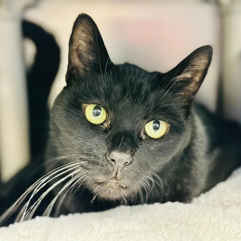 A senior medium-sized male Black Domestic Short Hair cat named Gino for adoption in Manahawkin, NJ