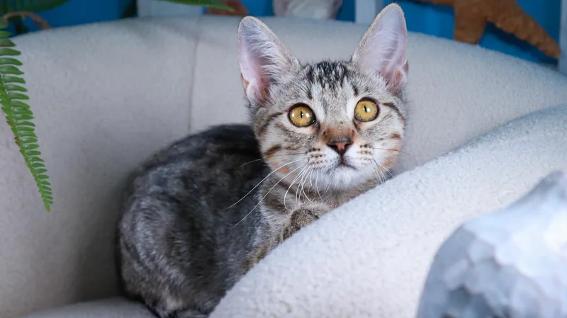A baby medium-sized female Tabby (Buff / Tan / Fawn) Domestic Short Hair cat named Chloe for adoption in Parker, TX