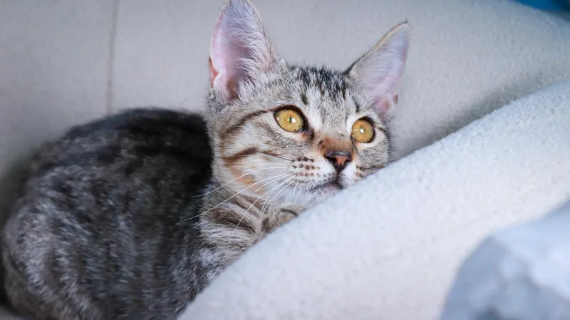 Chloe thumbnail 3