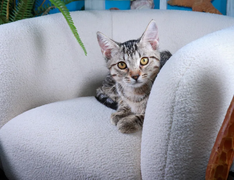 Chloe thumbnail 4