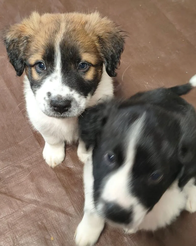 A baby large-sized female Border Collie dog named Candy Bars : Rolo for adoption in Aurora, IN