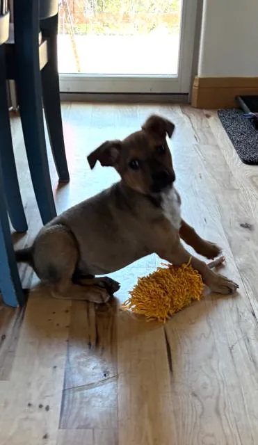 Tiny Teddy