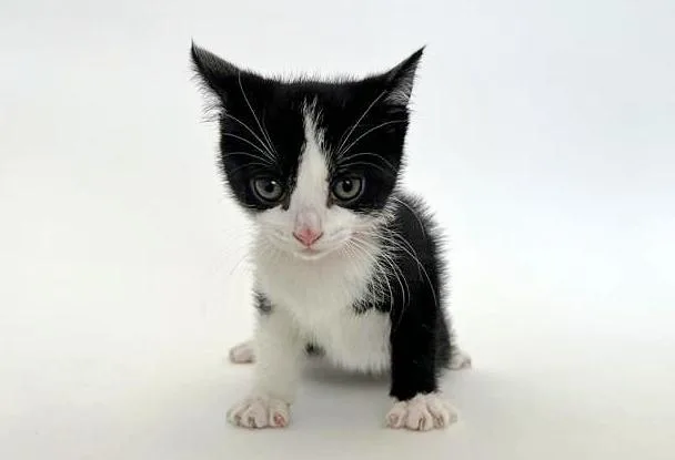 A baby small-sized female Domestic Short Hair cat named Snipe for adoption in Saint Louis, MO
