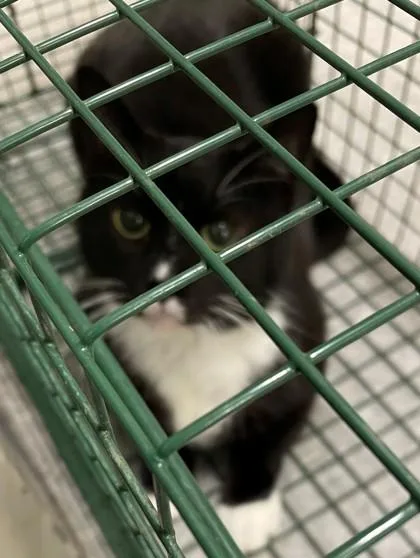 A baby medium-sized female Domestic Short Hair cat named Chili for adoption in Shreveport, LA