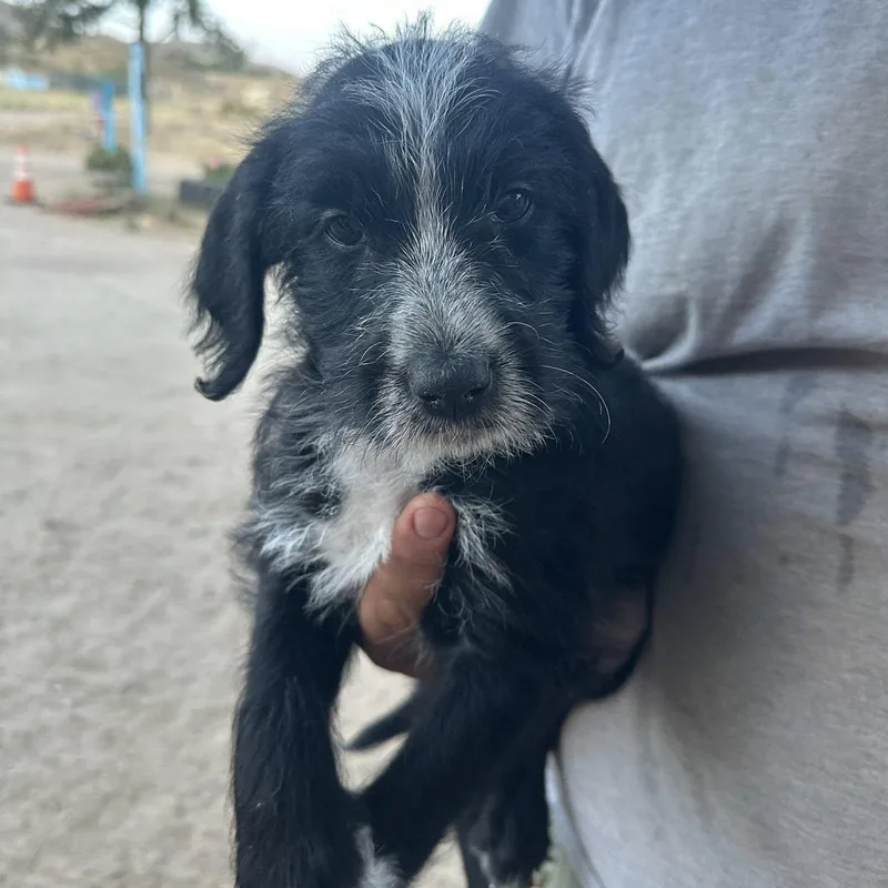 A baby medium-sized male Black Goldendoodle dog named Sam for adoption in Agua Dulce, CA