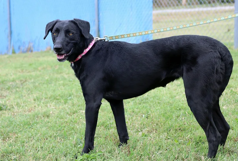 An adult medium-sized female Black Labrador Retriever dog named Athena for adoption in Kansas City, KS