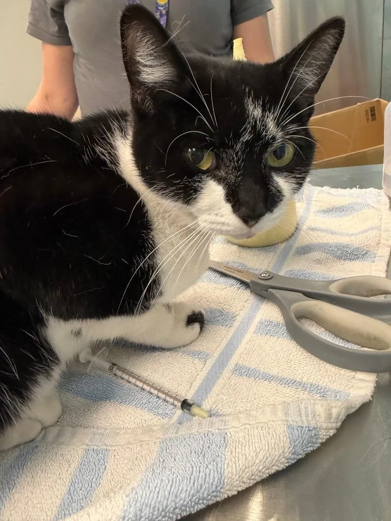 An adult medium-sized female Domestic Short Hair cat named Kettle for adoption in Frankfort, KY