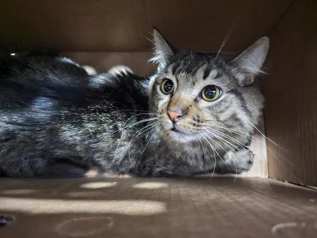 A young small-sized male Domestic Medium Hair cat named Freedom for adoption in Dallas, TX