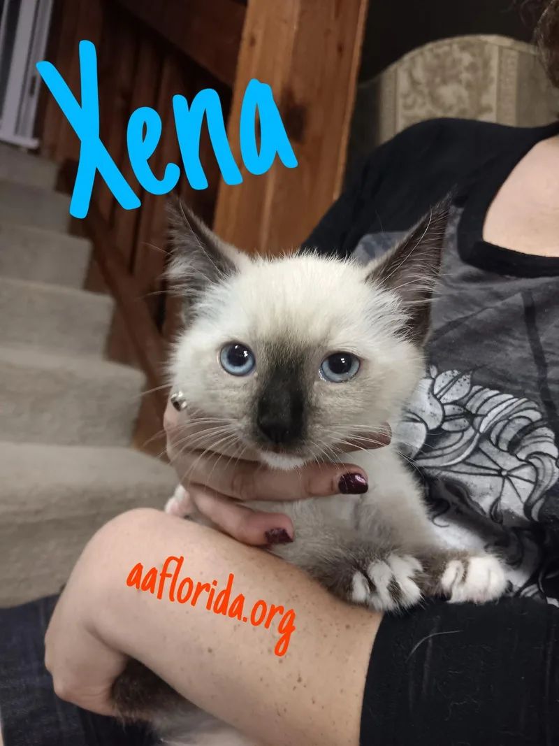Xena thumbnail 2