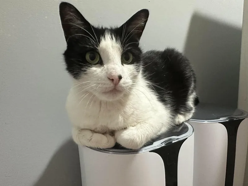 An adult medium-sized male American Shorthair cat named Artemus for adoption in Philadelphia, PA