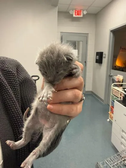 A baby small-sized male Domestic Short Hair cat named Watermelon for adoption in Sevierville, TN
