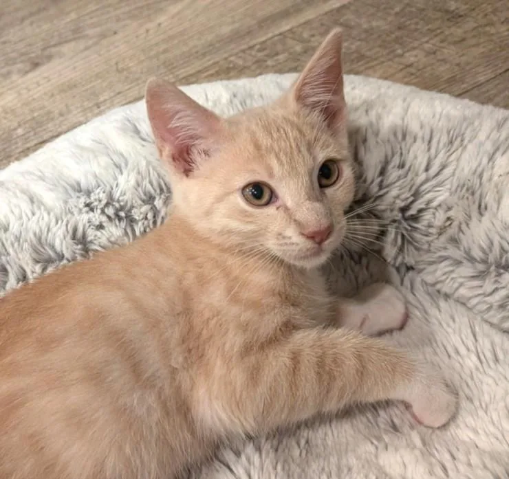 A baby small-sized male Domestic Short Hair cat named Glen for adoption in Burbank, CA