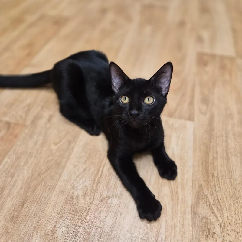 A baby medium-sized male Black Domestic Short Hair cat named Eugene for adoption in Woodstock, IL