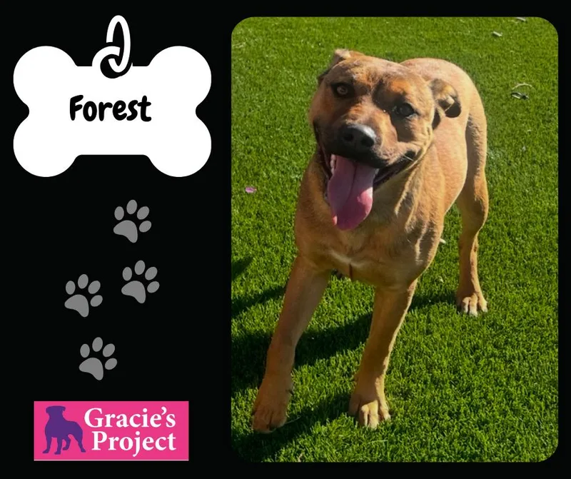 A young medium-sized male German Shepherd Dog dog named Forest for adoption in Canyon, TX