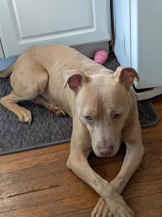 An adult large-sized male Yellow / Tan / Blond / Fawn Mixed Breed dog named Gabe for adoption in Cincinnati, OH