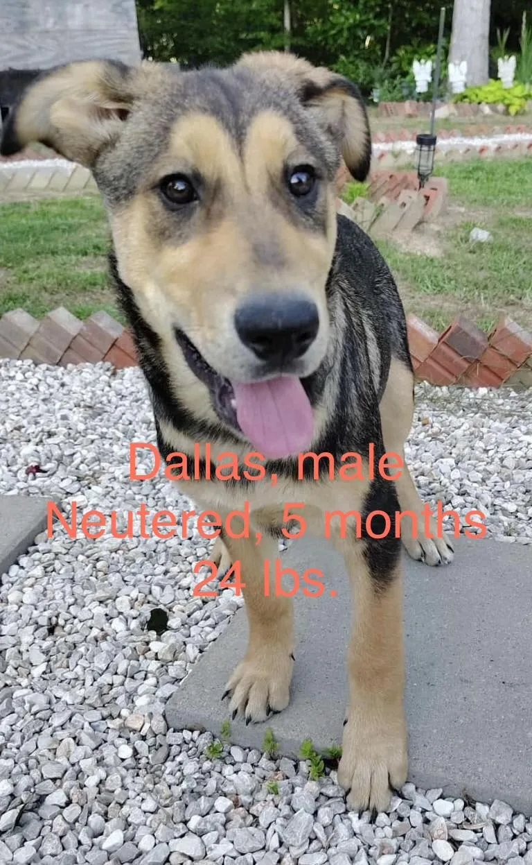 A baby medium-sized male German Shepherd Dog dog named Dallas for adoption in Barkhamsted, CT