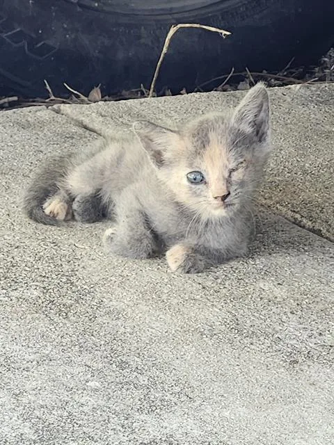 A young small-sized female Domestic Short Hair cat named June for adoption in San Antonio, TX
