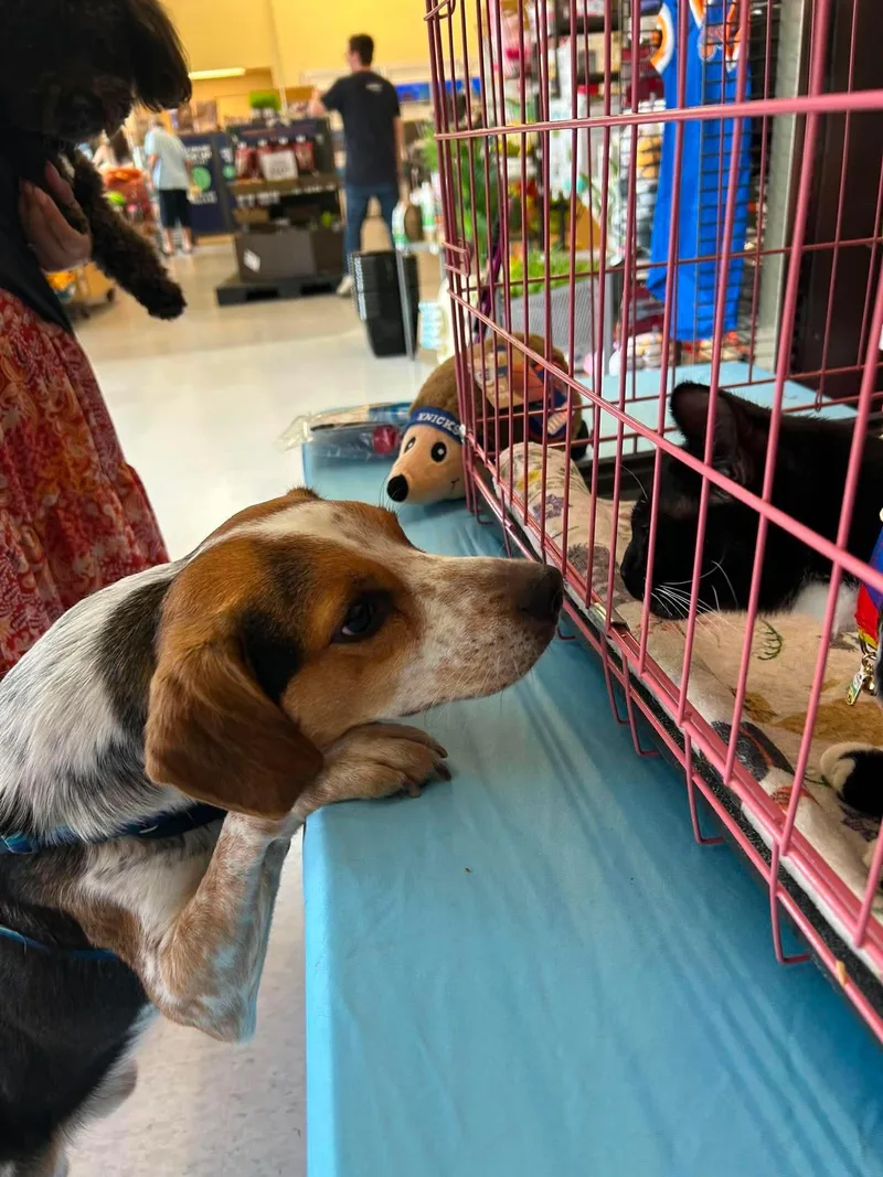 A young small-sized male Tricolor (Brown, Black, & White) Beagle dog named Jimmy for adoption in Ozone Park, NY